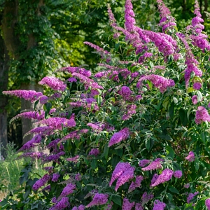 Buddleia Blaze Pink